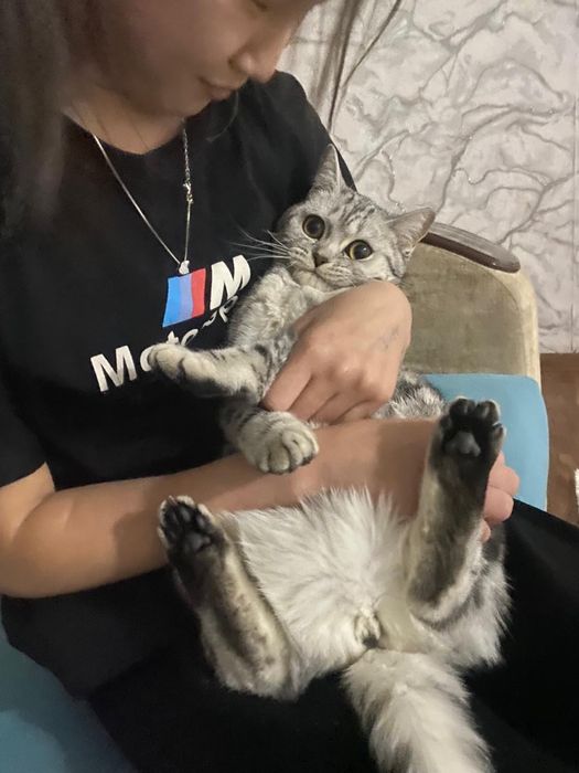 Мысык………………………..