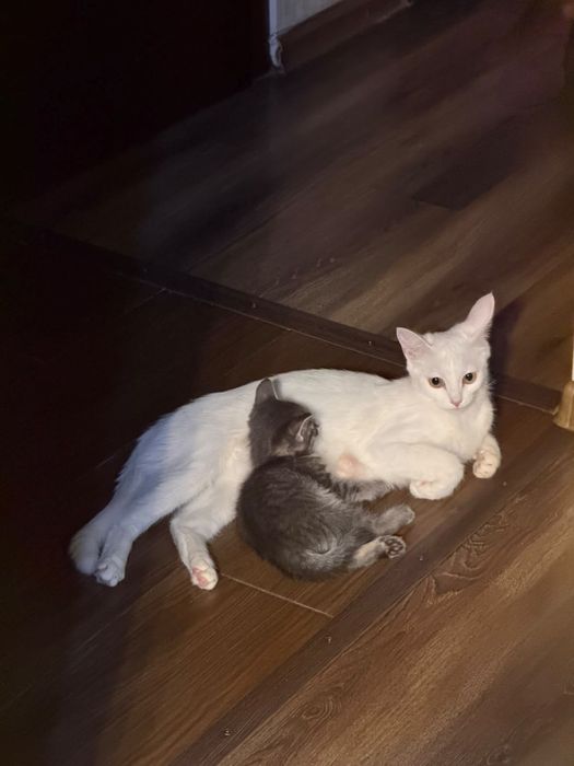 Продается котята
