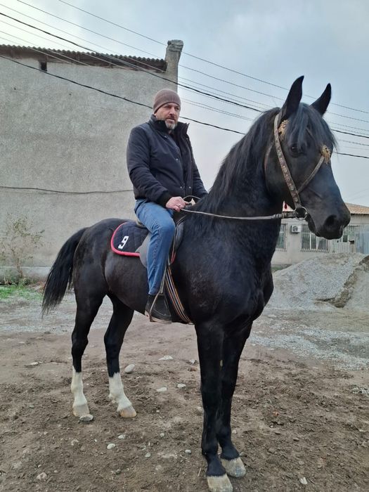 Англо-Араб 3 года