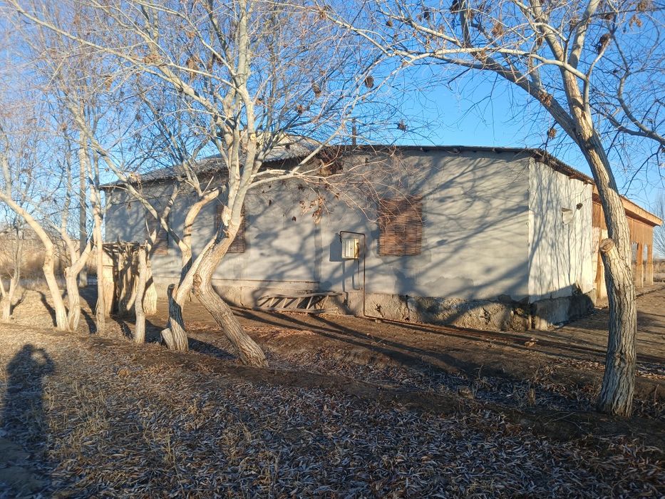 Шоманай Р/н Ташкент сапхозда