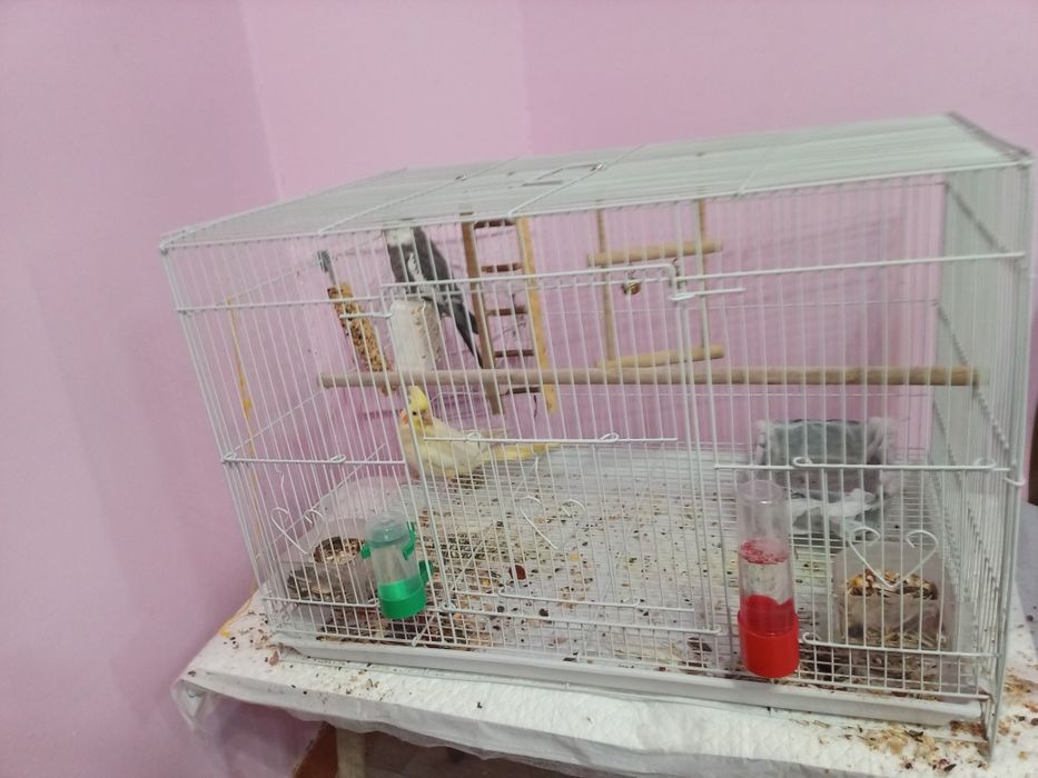 Продам попугаев. Корелл