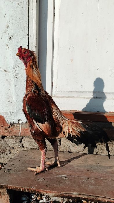 Xoʻroz dakang saman toza