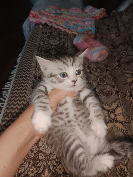 Британские котята
