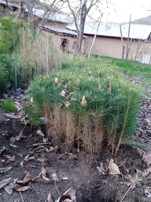 Qirim archa manzarali