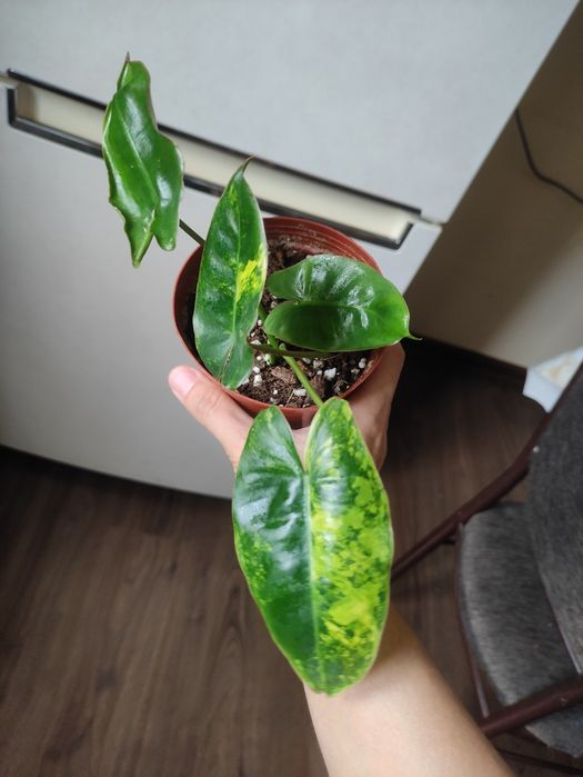 Филодендрон Бурле Макс Вариегатный (Philodendron Burle Marx Variegata