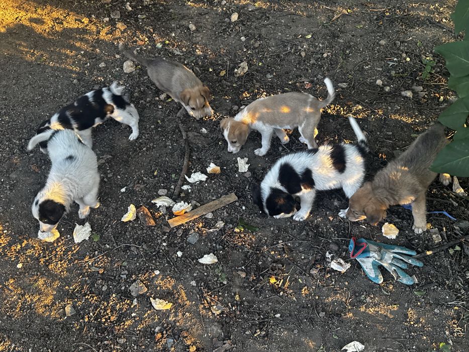 Catei catelusi , Pui de catel  pentru adoptie!