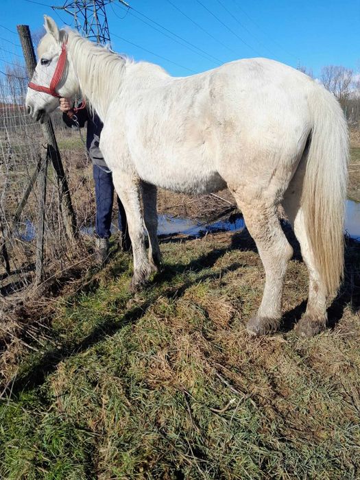 Iapă de vânzare preț fix