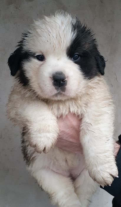 Продам щенков Сенбернар