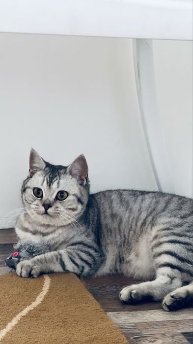 Мысык британка 8 айлык