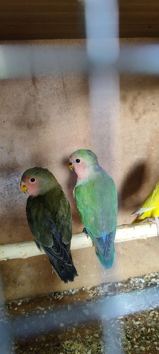 Неразлучки сатылады