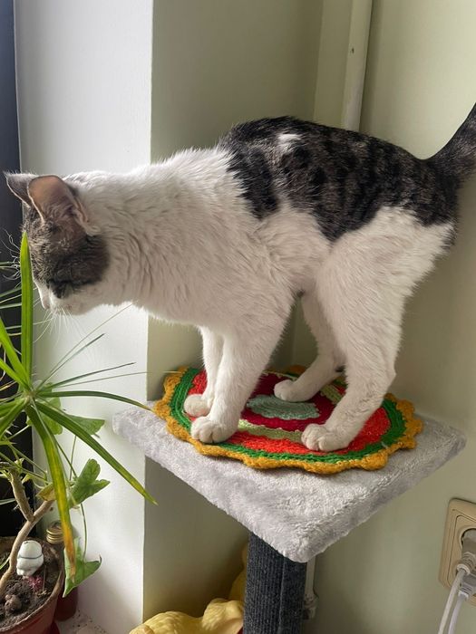 Мальчик 7 месяцев