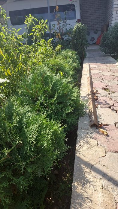 Туи от 13 тысяч.