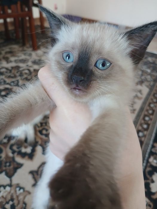 Котята в хорошие руки.