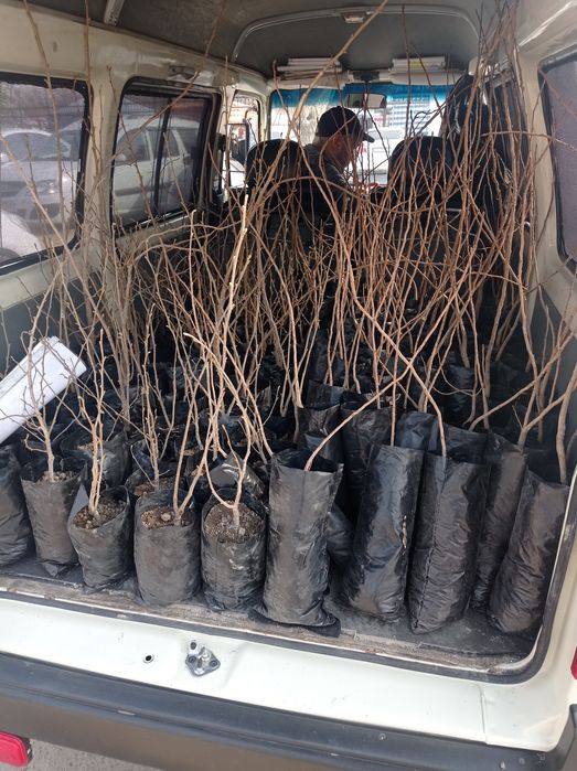 Funduk xondon pist ko'chati