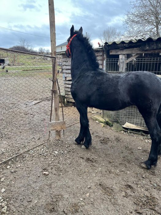 Manza Friesian/Frizian