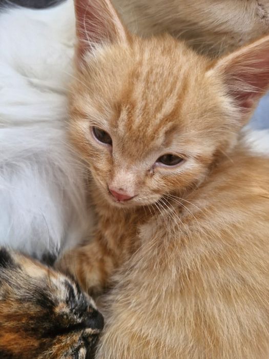 Отдам котят в добрые руки