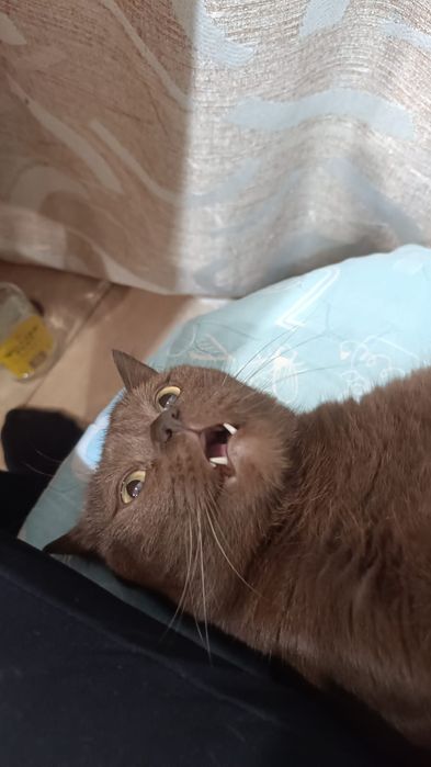 Отдам кота, в хорошие руки.