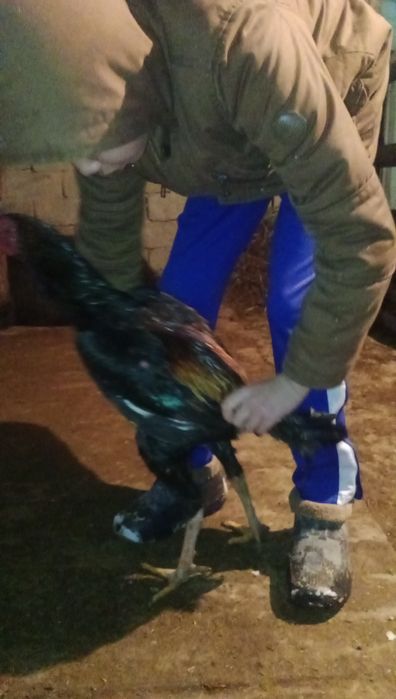 Дакан петух байсцовский қораз