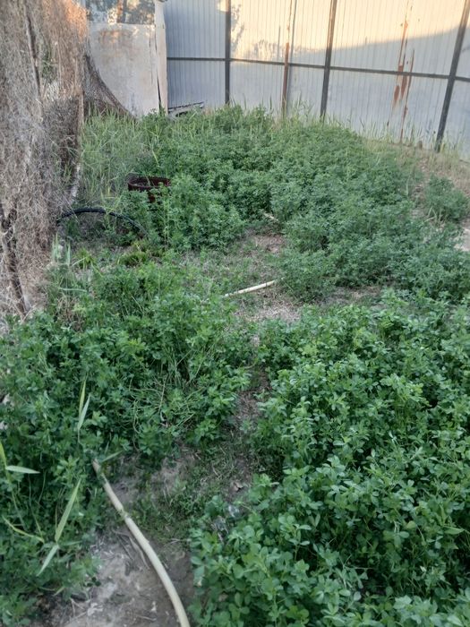 Трава клейвер свежий продам