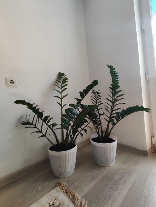 Долларовое дерево