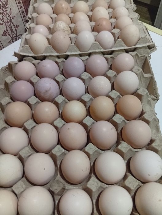 Яйцо на инкубацию