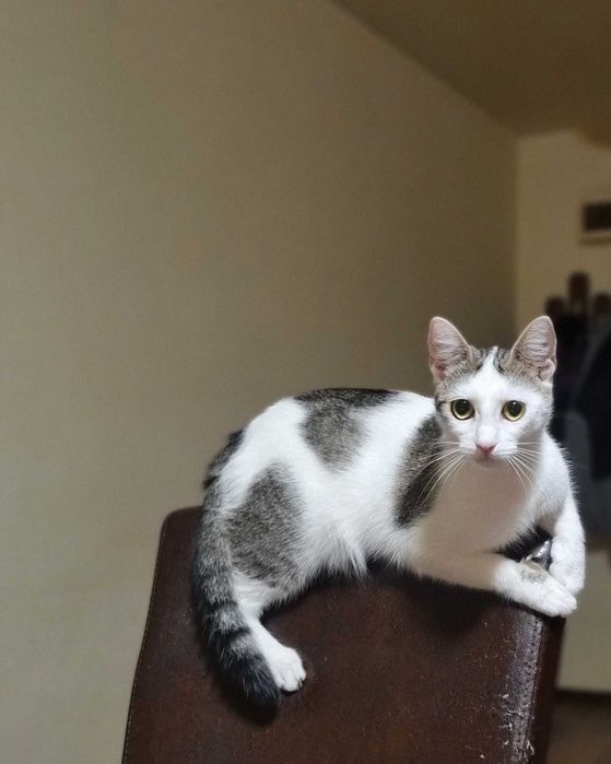 Ollie caută căsuță
