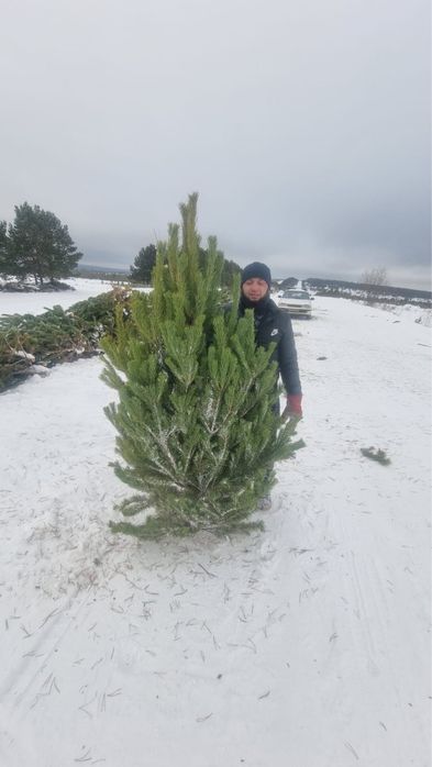 Елки новогодние