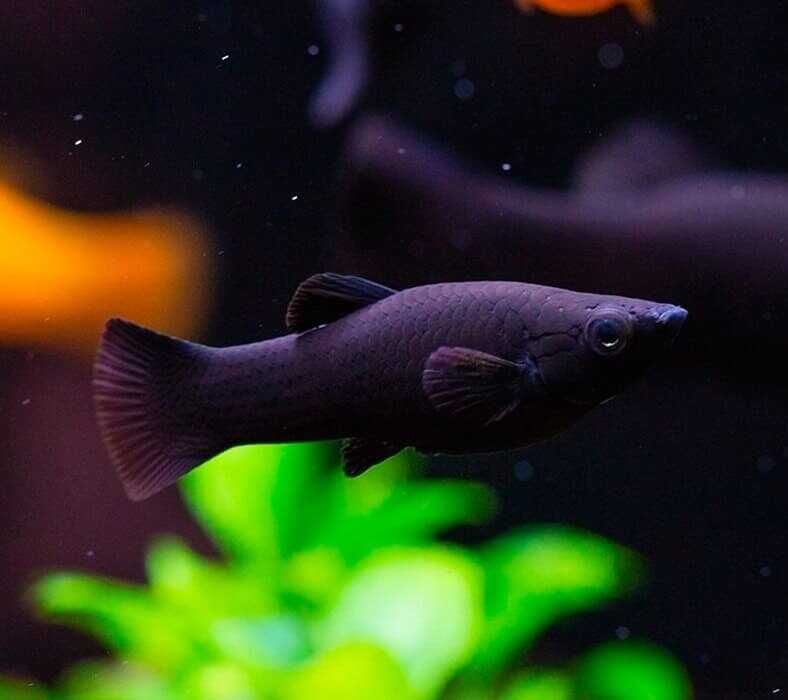 Молинезия желтые и черные