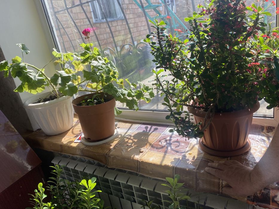 Продам цветы