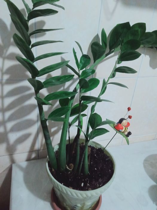 Продам алой и другие цветы