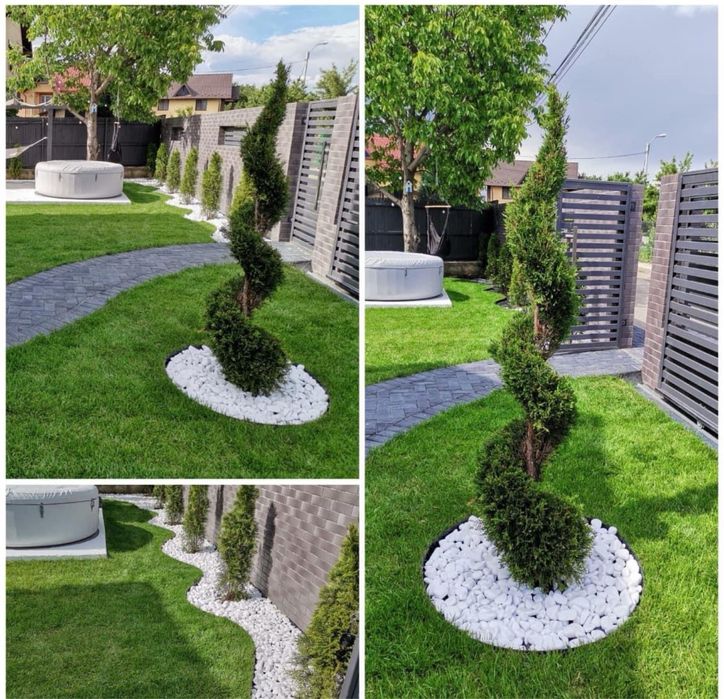 Plante ornamentale ,tuia,magnloii,catalpa,mesteacan.diferite specii