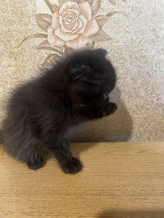 Котята ищут хозяина