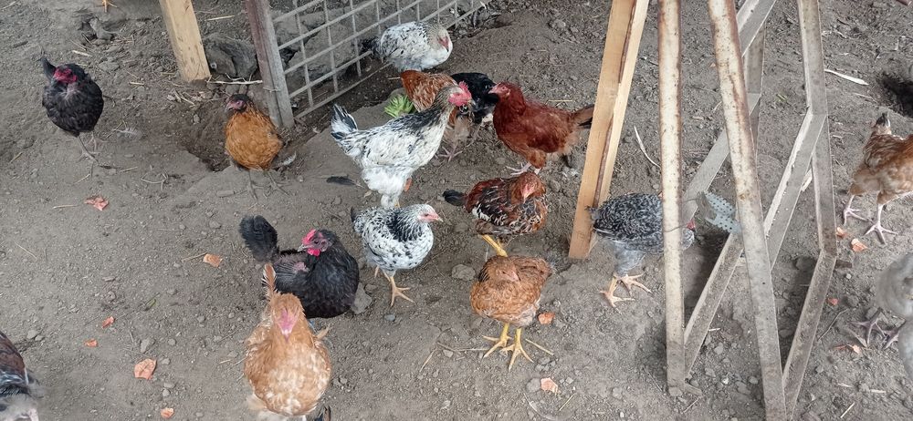 Продам или обменяю петушков