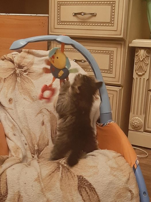 Продам котят помесных