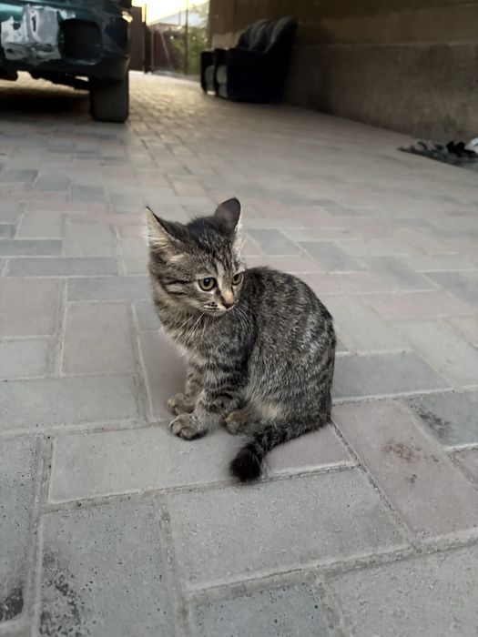 Отдам кошку в хорошие руки