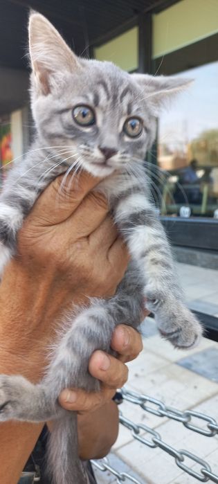 Отдам даром котика и кошечку