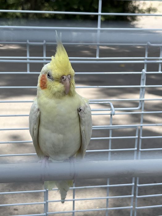 Продаю кореллу,мальчик