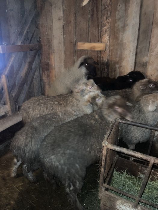 Бараны токтушки откорм