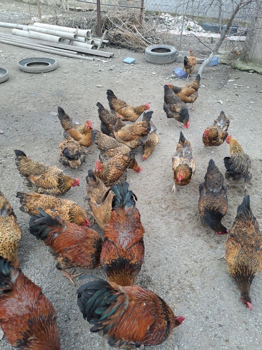 Кучинское    яйцо цыцовые