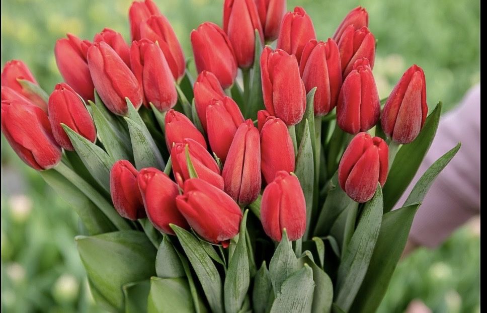 Тюльпаны оптом голландия и в розницу