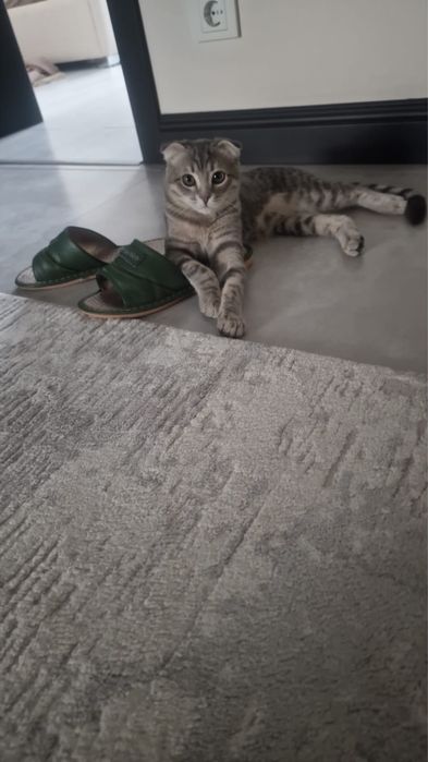 Вислоухий котенок