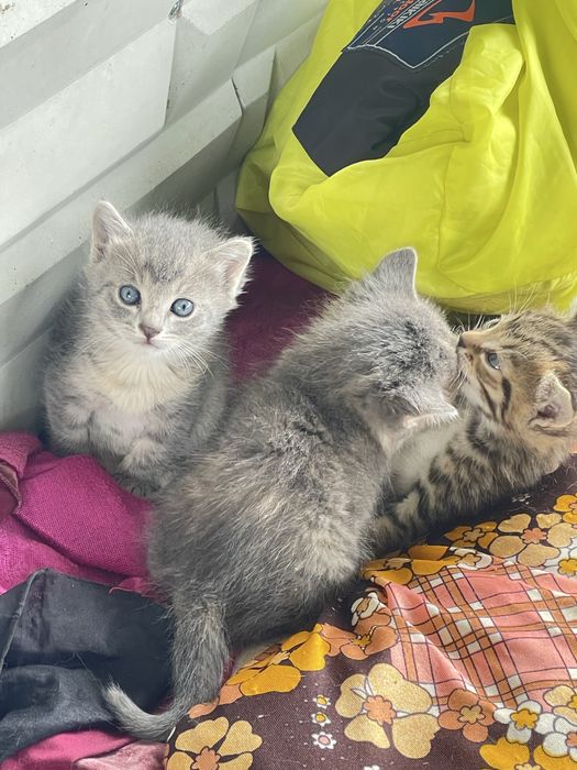 Кошка есть кому интересно