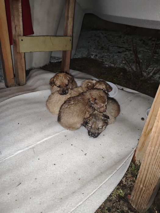 Щенки, звоночки в добрые руки