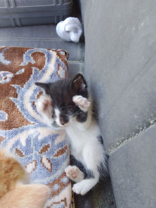 Отдам 5 котят бесплатно