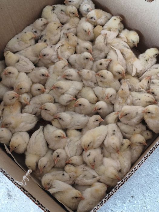 Ок рус товук жужалар минорка жужалари бор