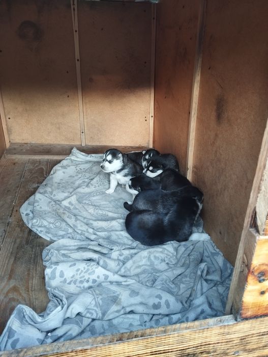 Продам щенков ХАСКИ.