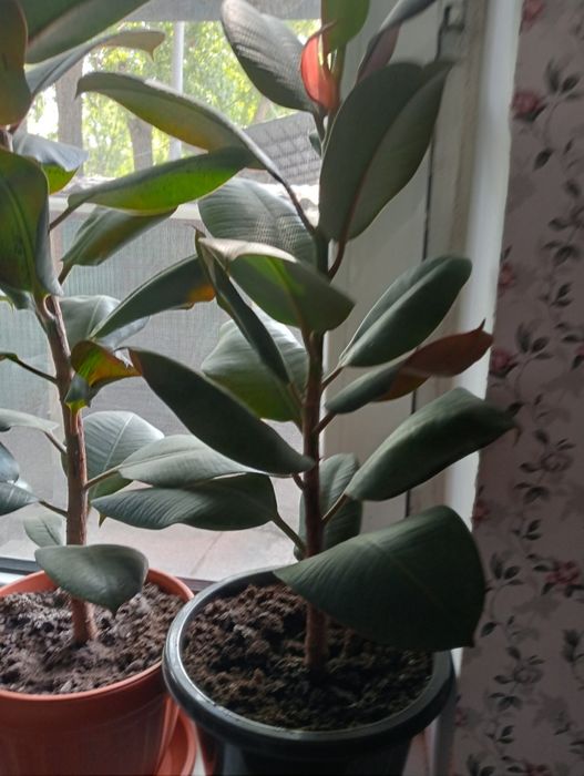 Продам    фикусы