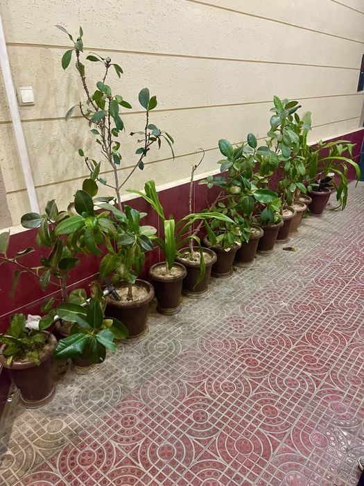 Чиройли гуллар сотилади