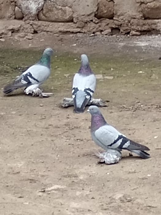 Продам голубей сизых удешок