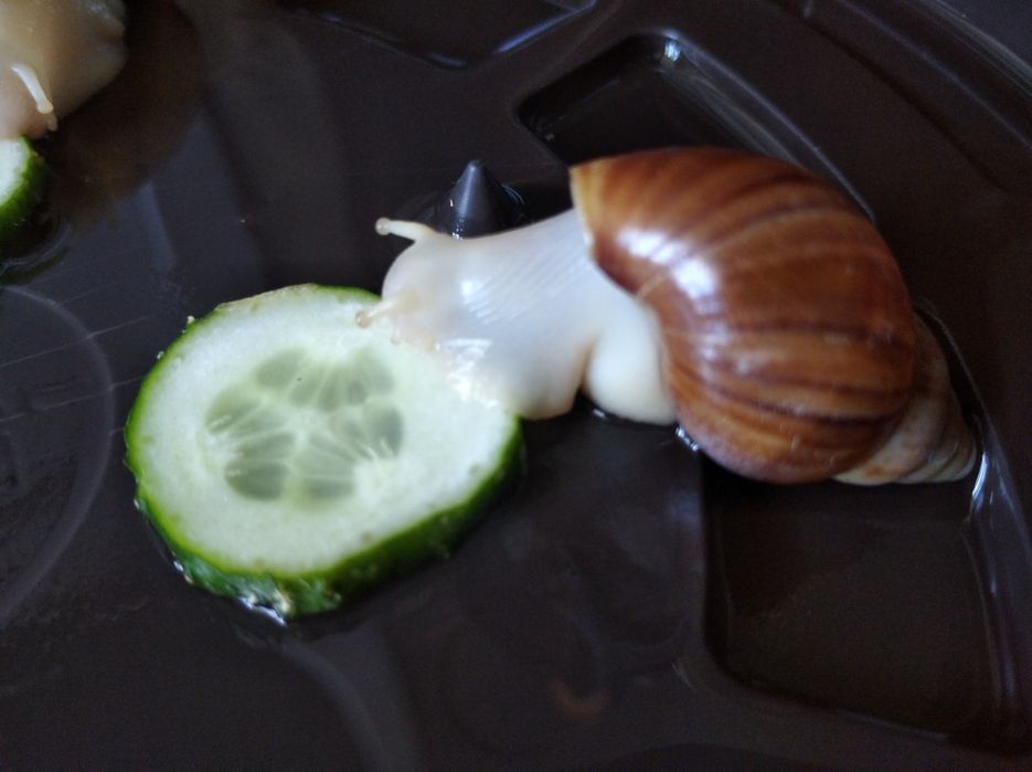 Ахатины разного размера.